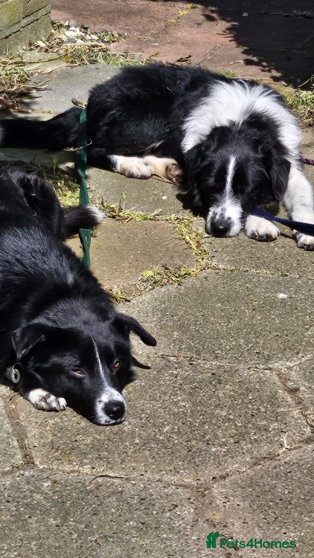 Arthur - Long stratton β Mixed Breed