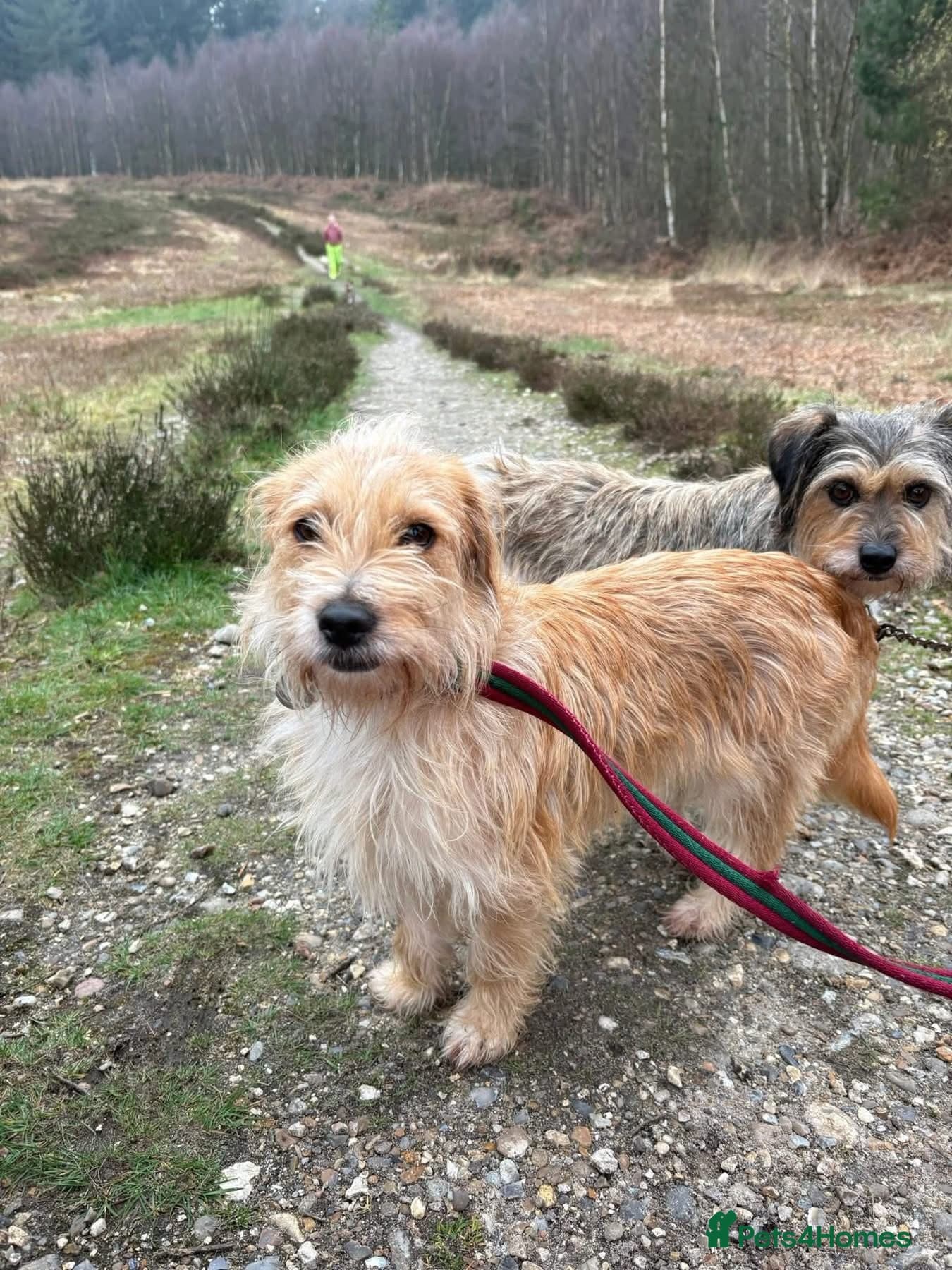 Yara - Norwich Norfolk photo 9