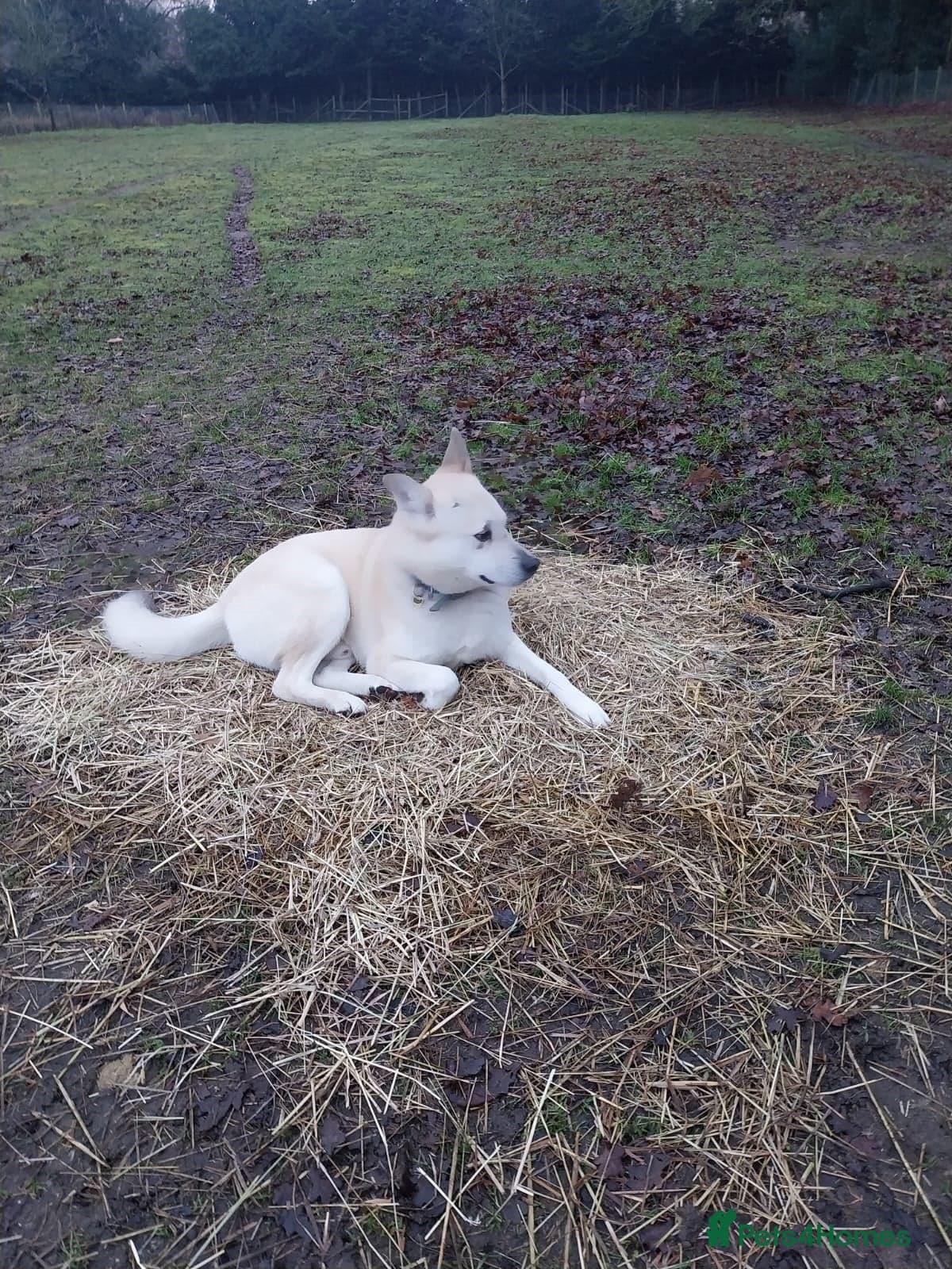 Handsome Fivos Huskey X Shepherd photo 4