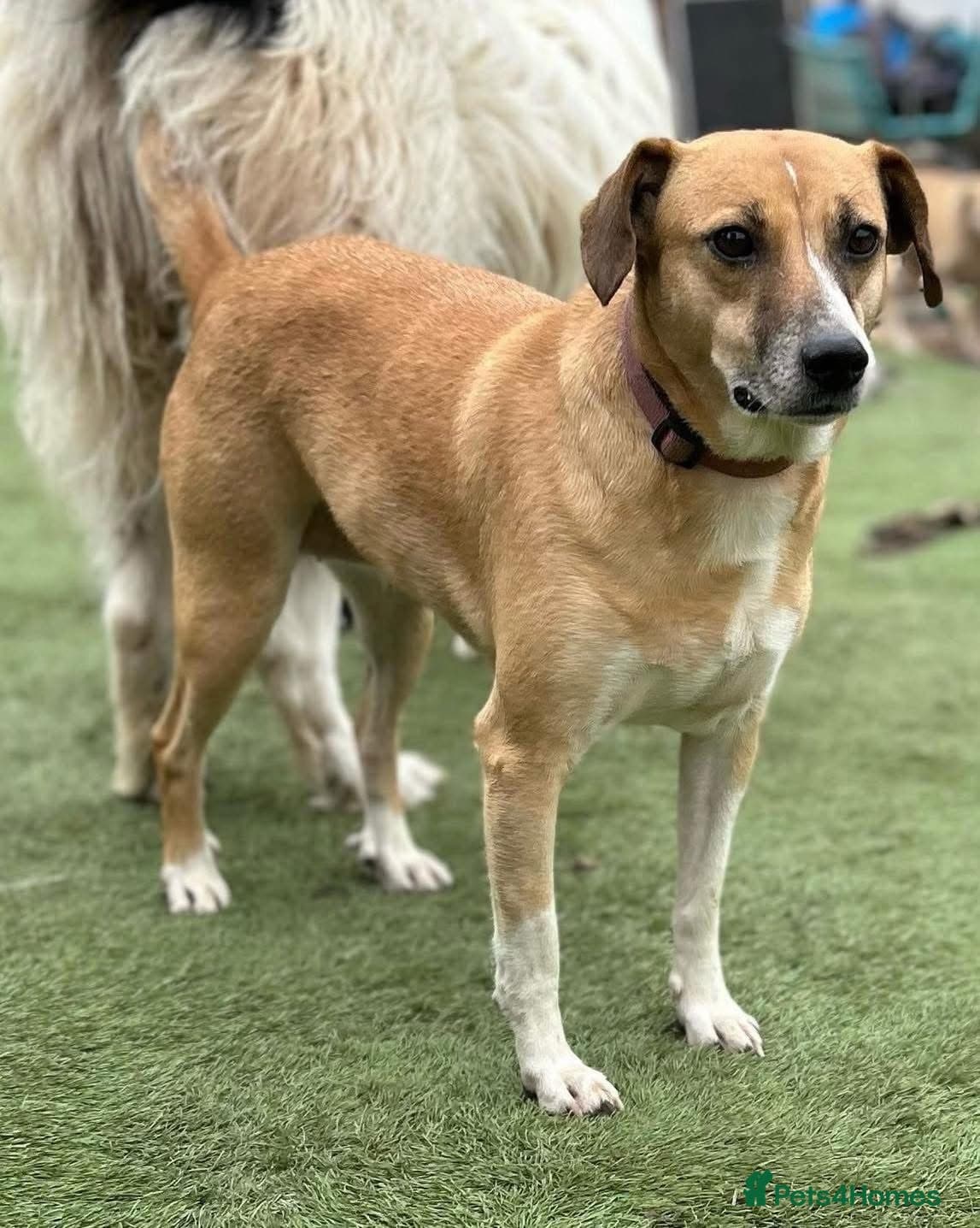 Shandy, a real sweetheart π§‘ photo 9