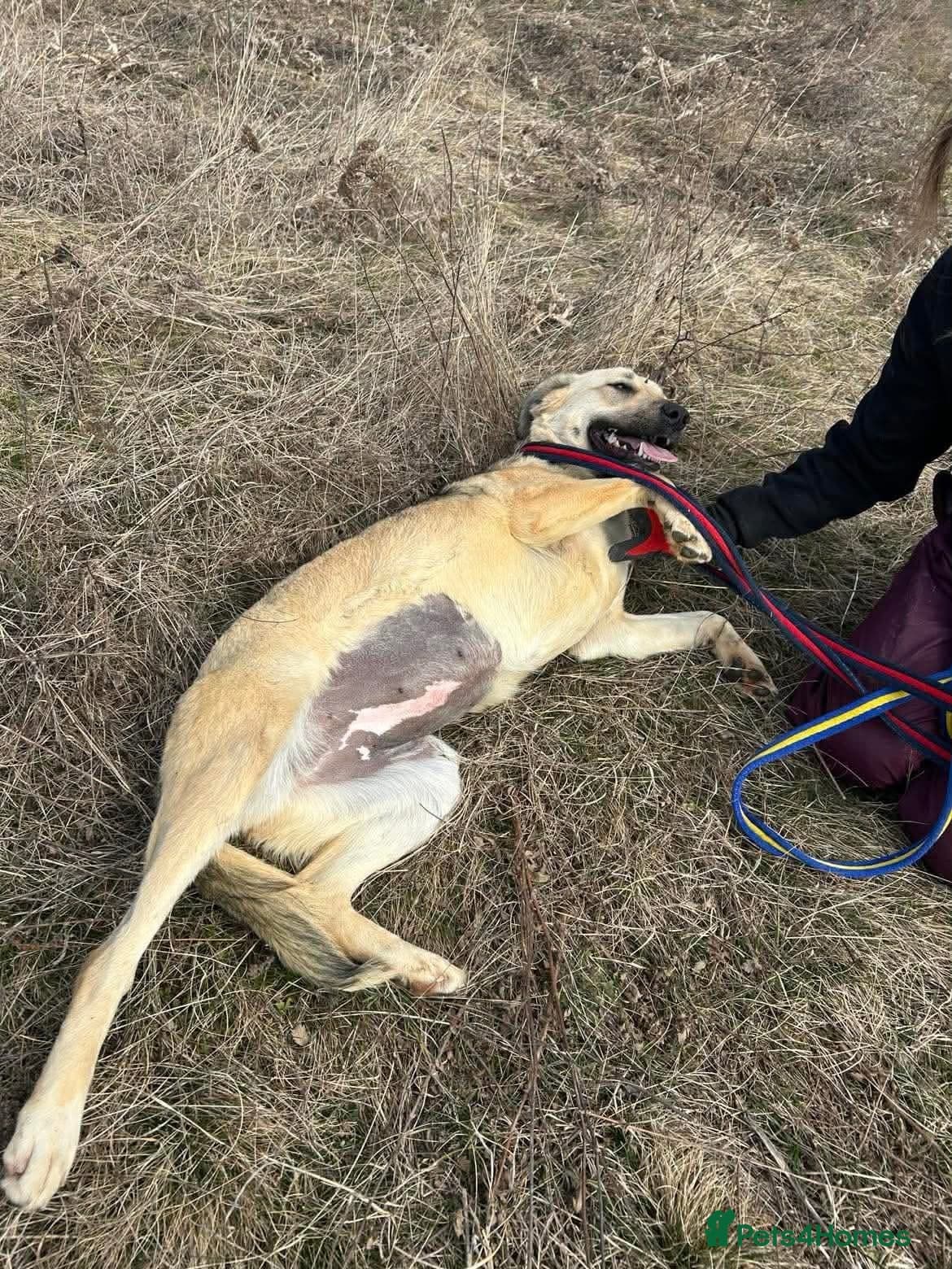 Octavia - Norwich Norfolk β Mixed Breed