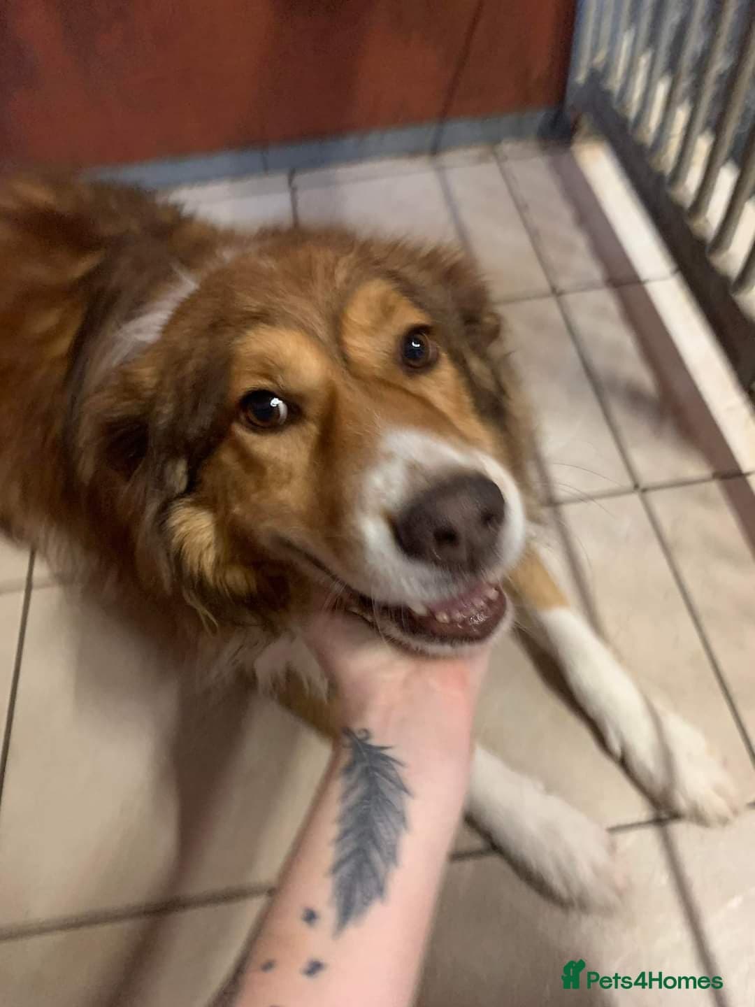 Meet Pongo, currently residing in Cheshire photo 24