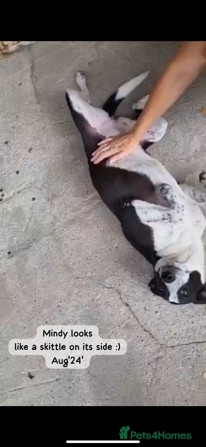 Pretty Mindy. Reserved STC. photo 13