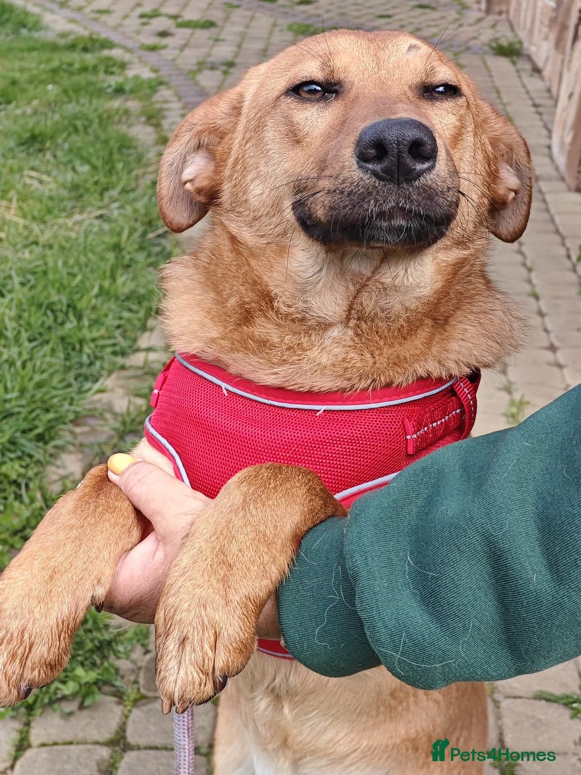 ๏ธ๐ถ yara photo 11