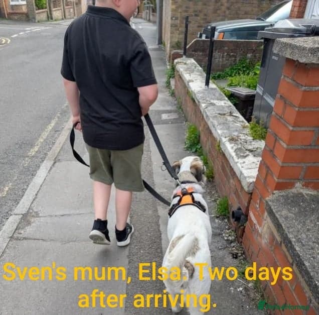 Sven, 1.5 yrs approx.Available for adoption. photo 12