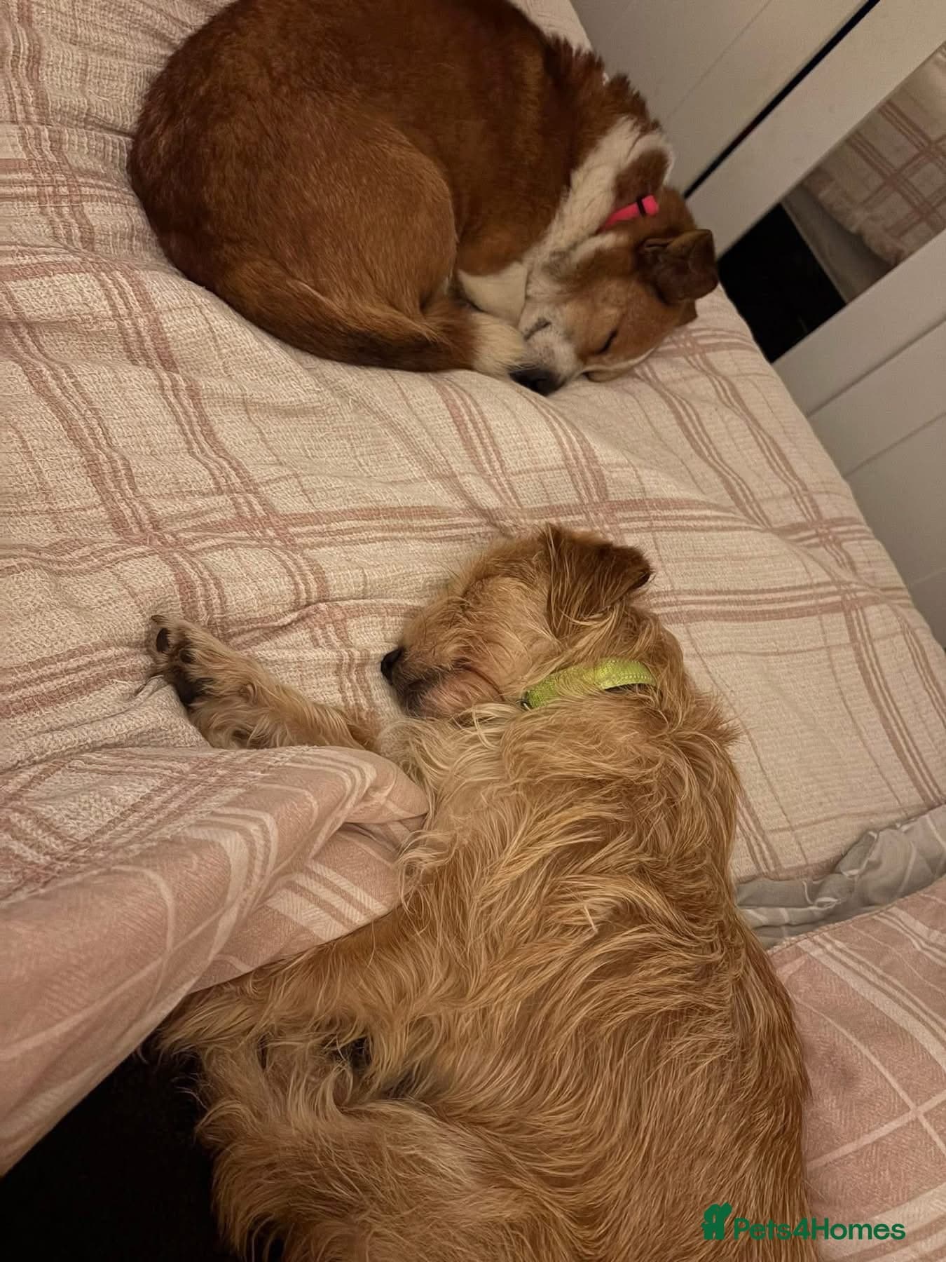 Yara - Norwich Norfolk photo 16