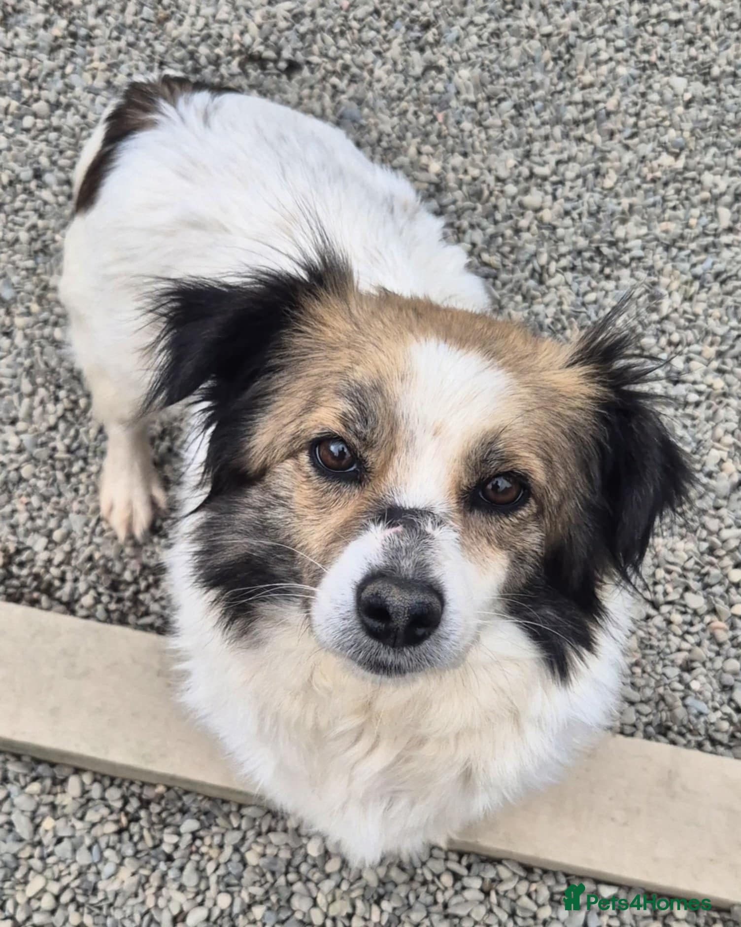 Sweetie Pie - In Ayr photo 6