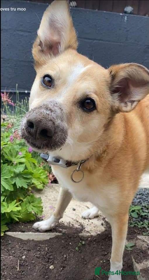 Meet Bailey, currently residing in Wilshire photo 10