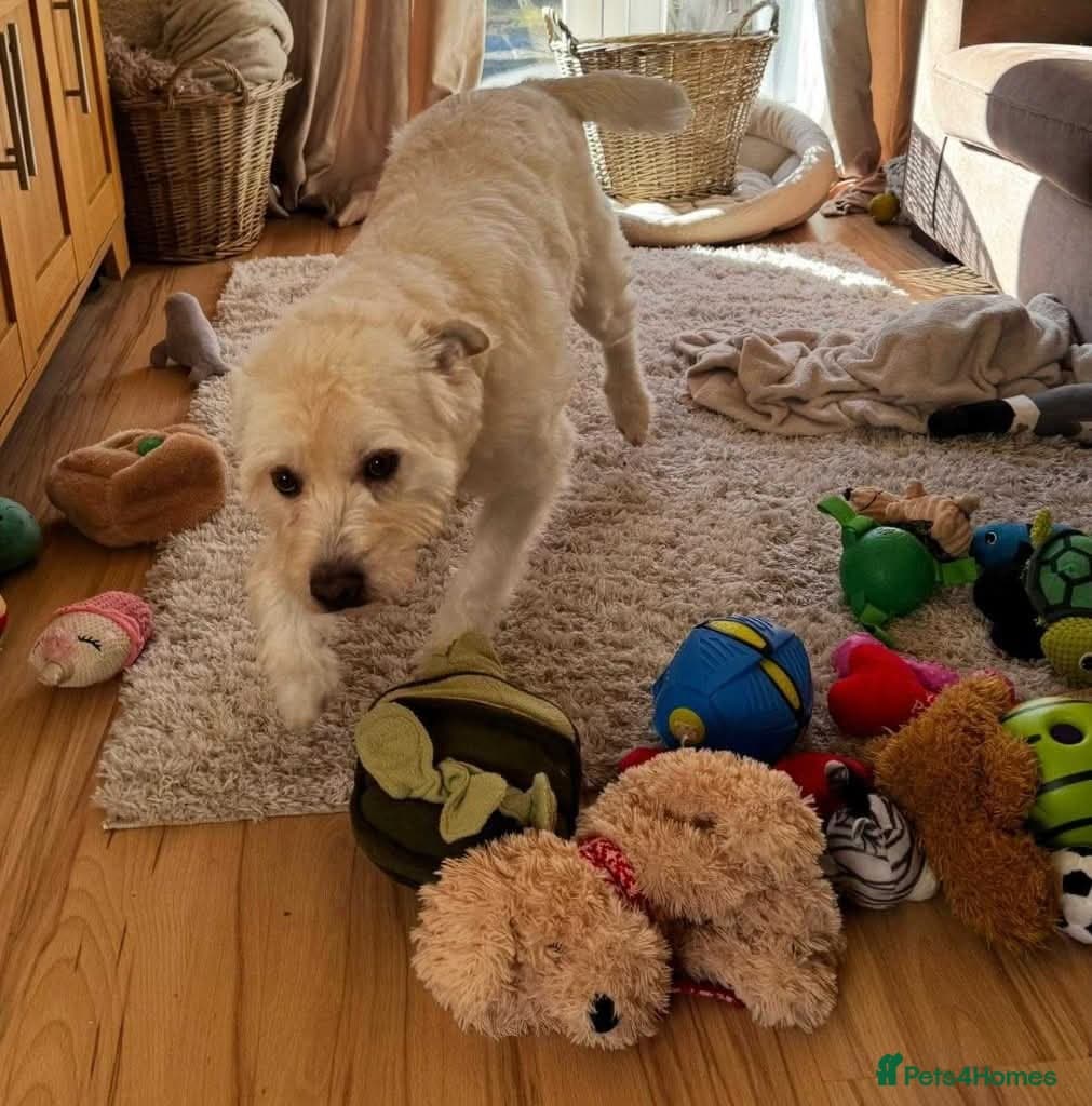 Meet Snow, currently residing in Derbyshire photo 7