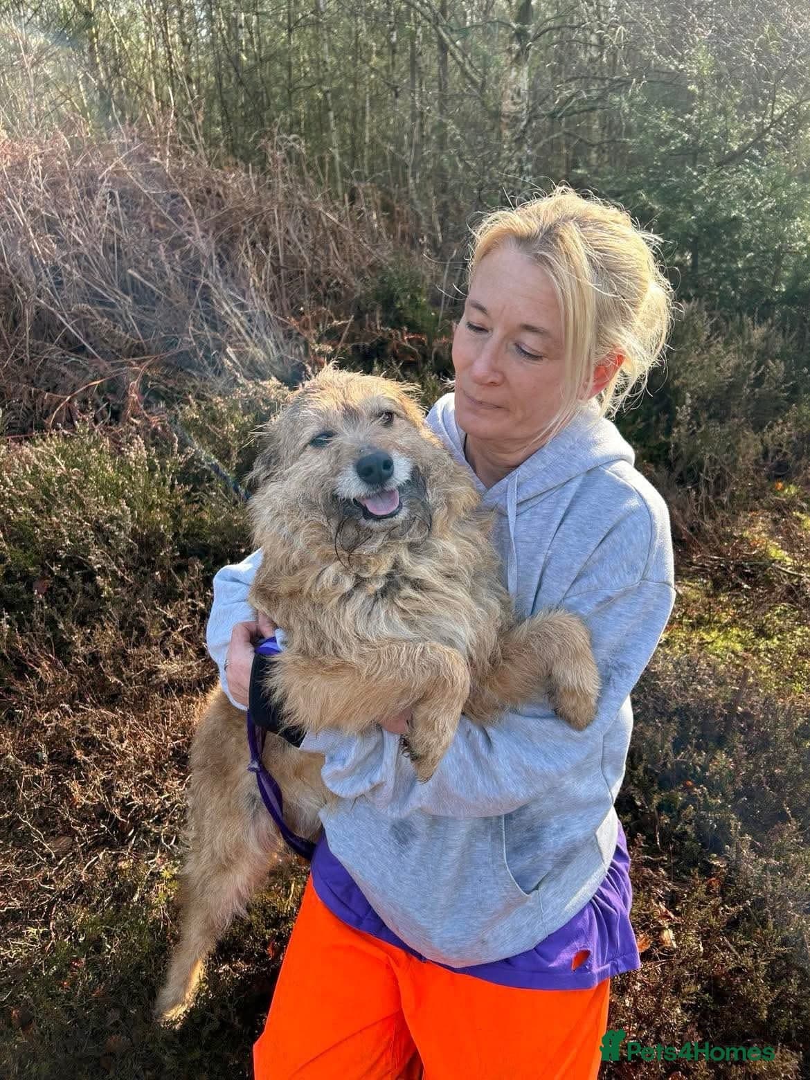 Jack - Watton Norfolk β Mixed Breed