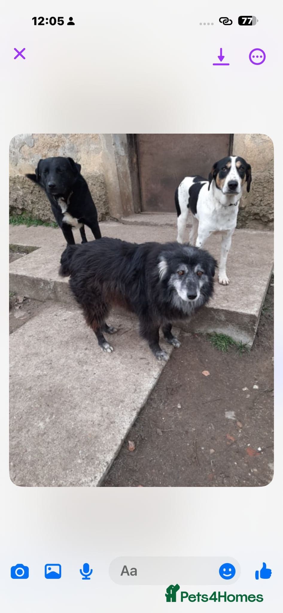 Meet amazing MOOSE!! photo 5