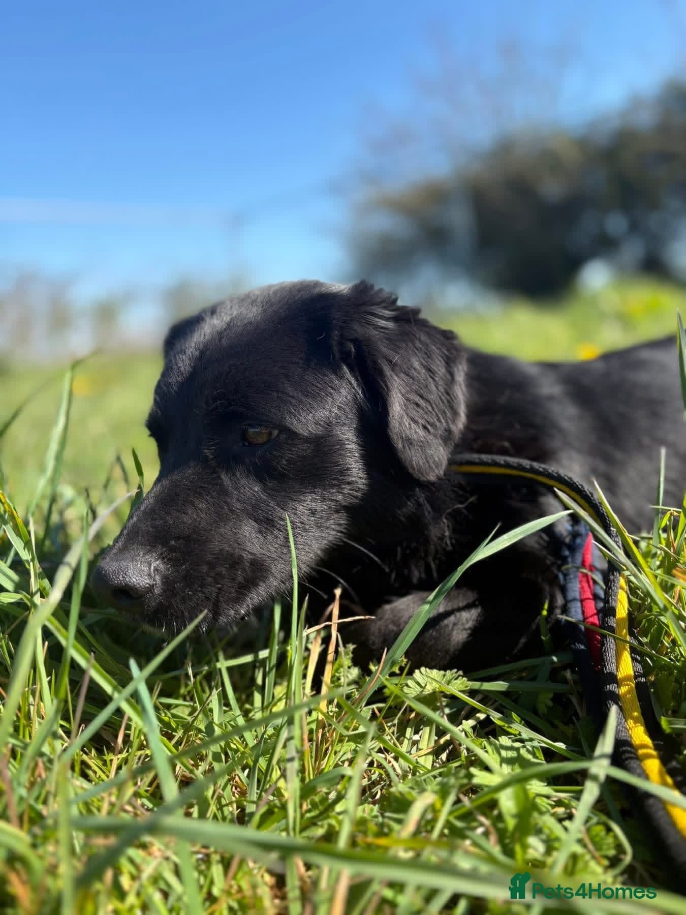 Dante - Norwich Norfolk photo 15