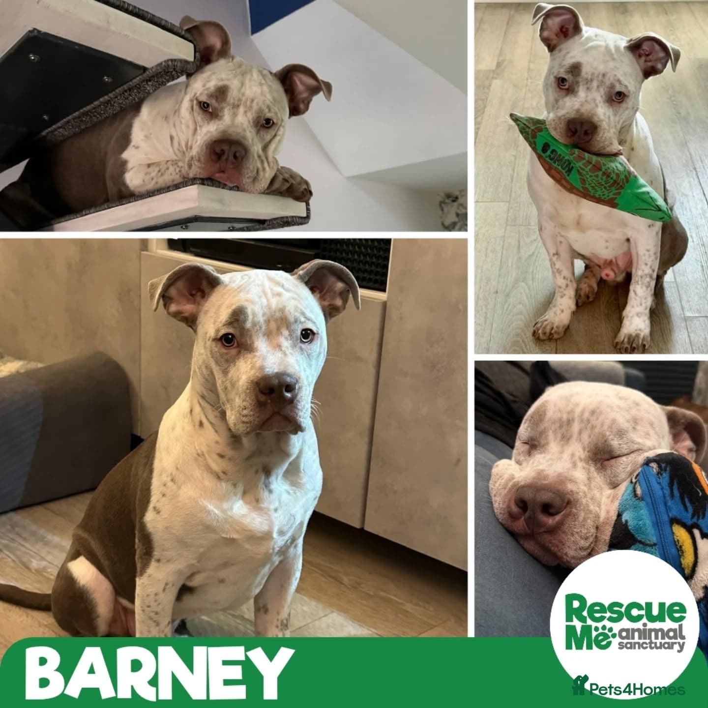 Barney - big clown β Mixed Breed