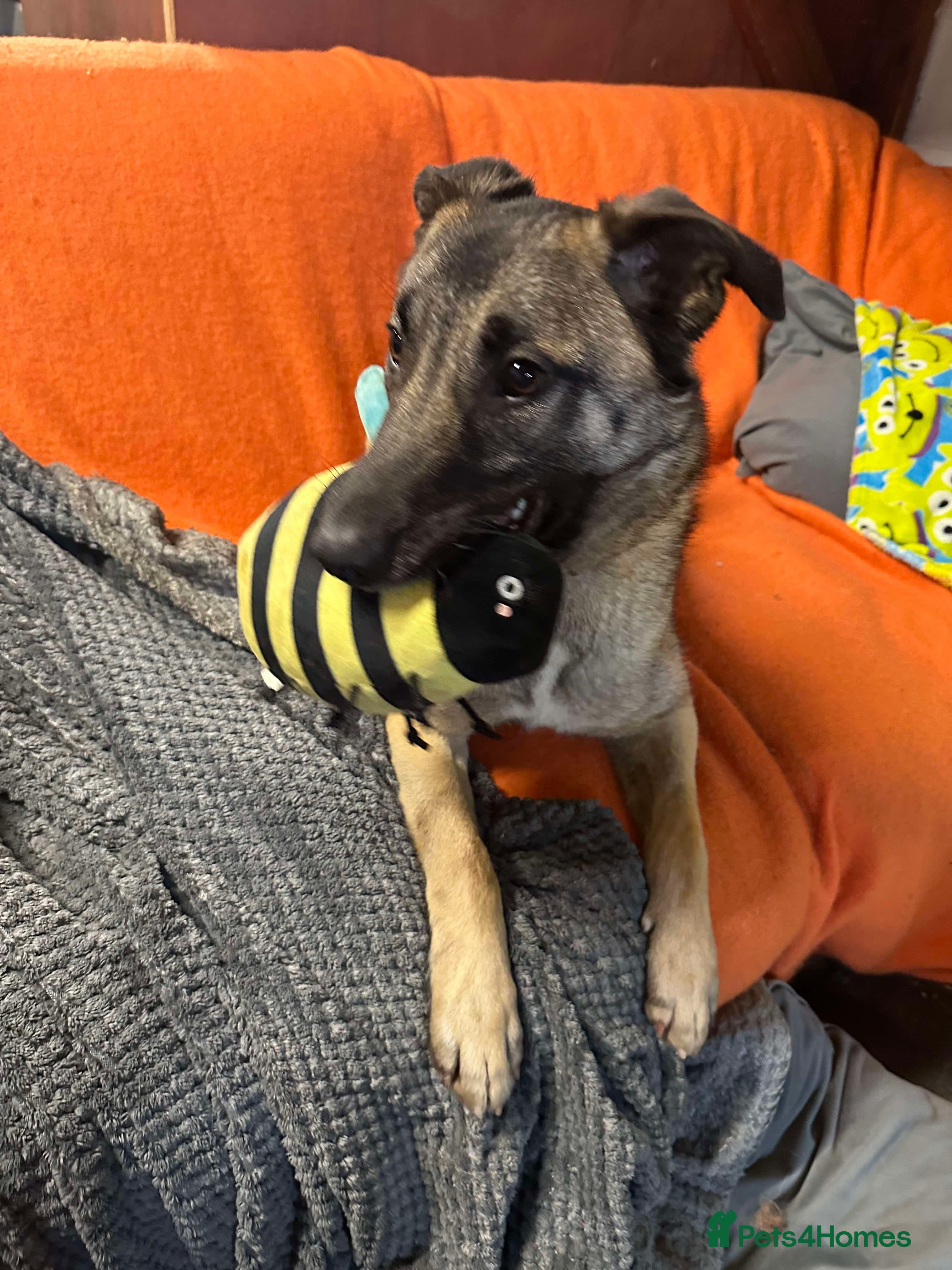 Meet Vera, currently residing in Cheshire photo 33