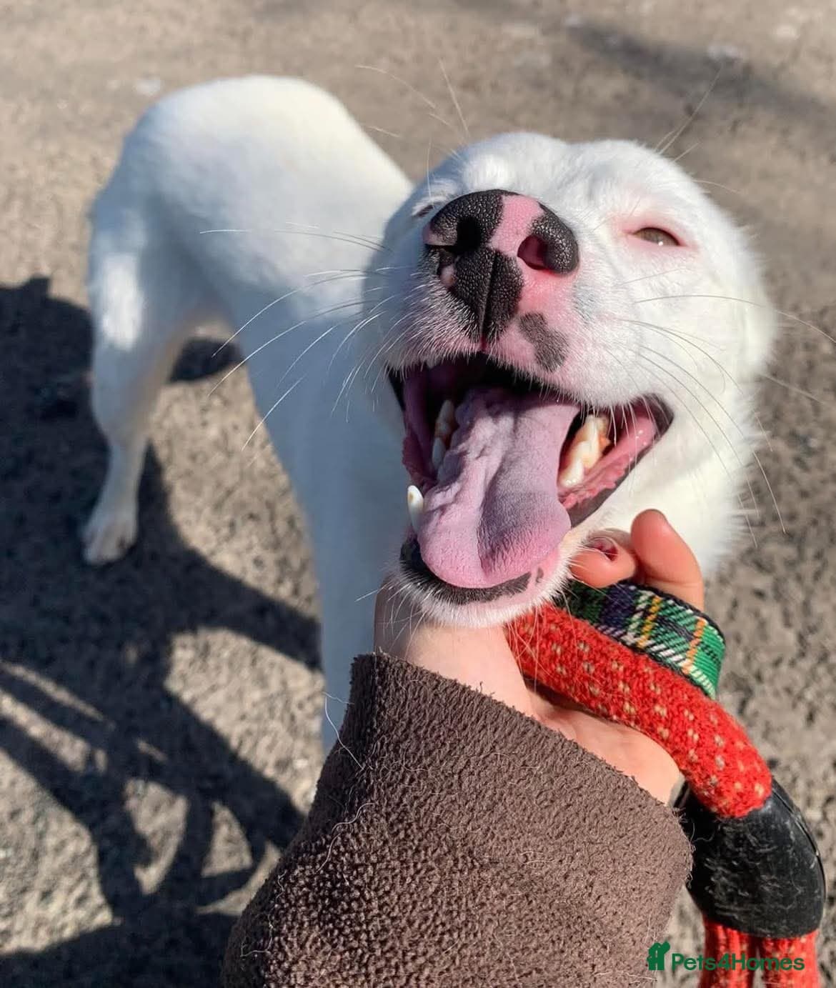 Meet Clove, currently residing in Cheshire photo 2