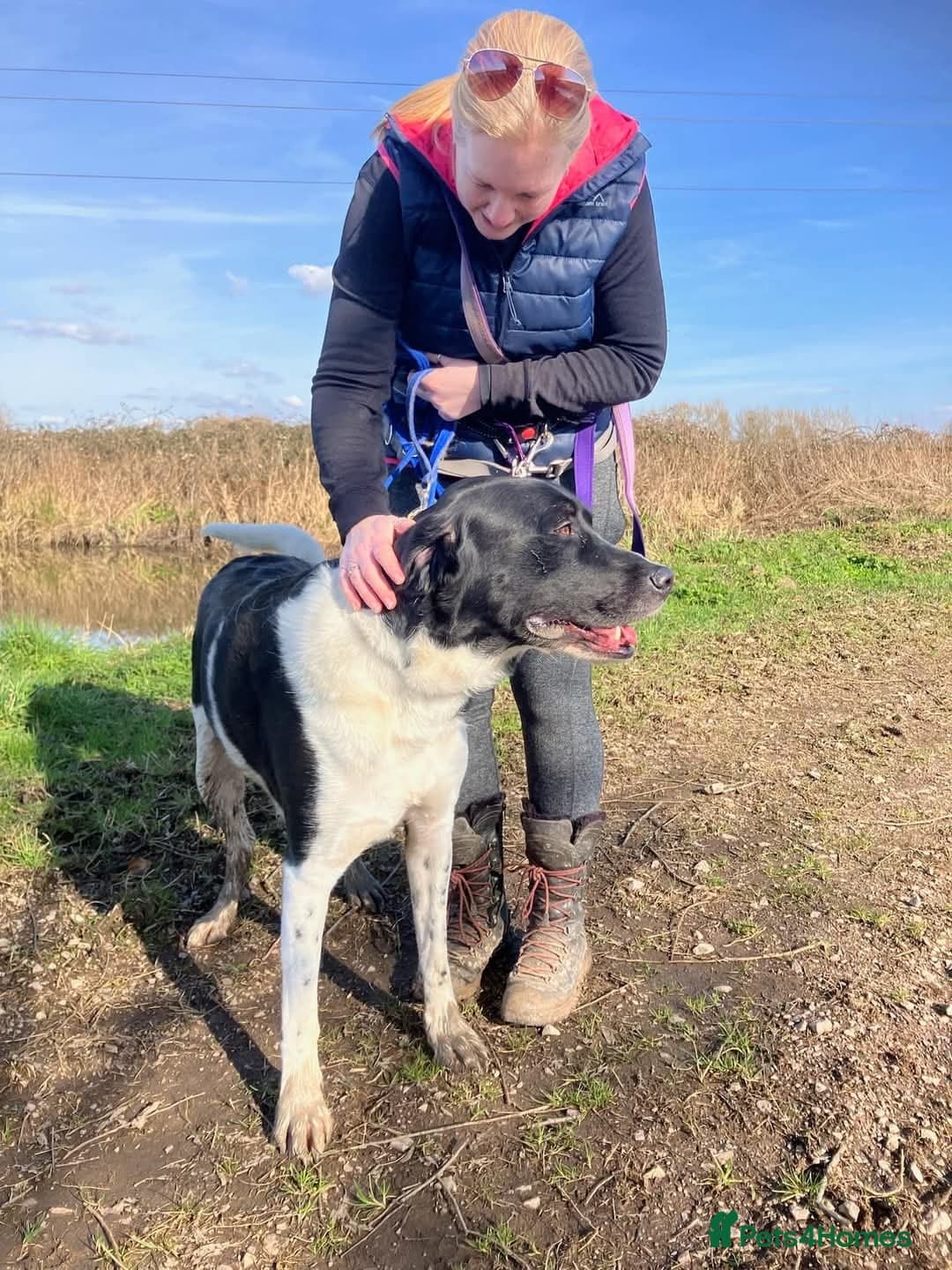 Caleb - our gentle giant๐ photo 4