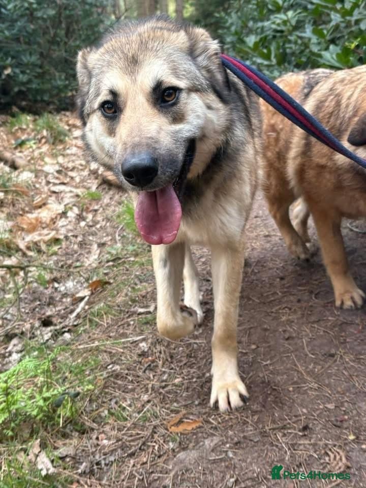 Molly - Norwich Norfolk photo 7