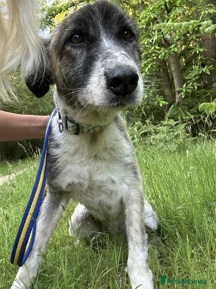 Hilda - Norwich Norfolk photo 15