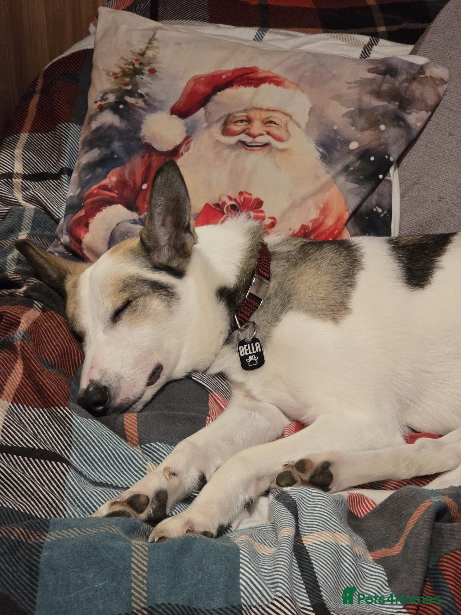 οΈπΆ bela photo 4