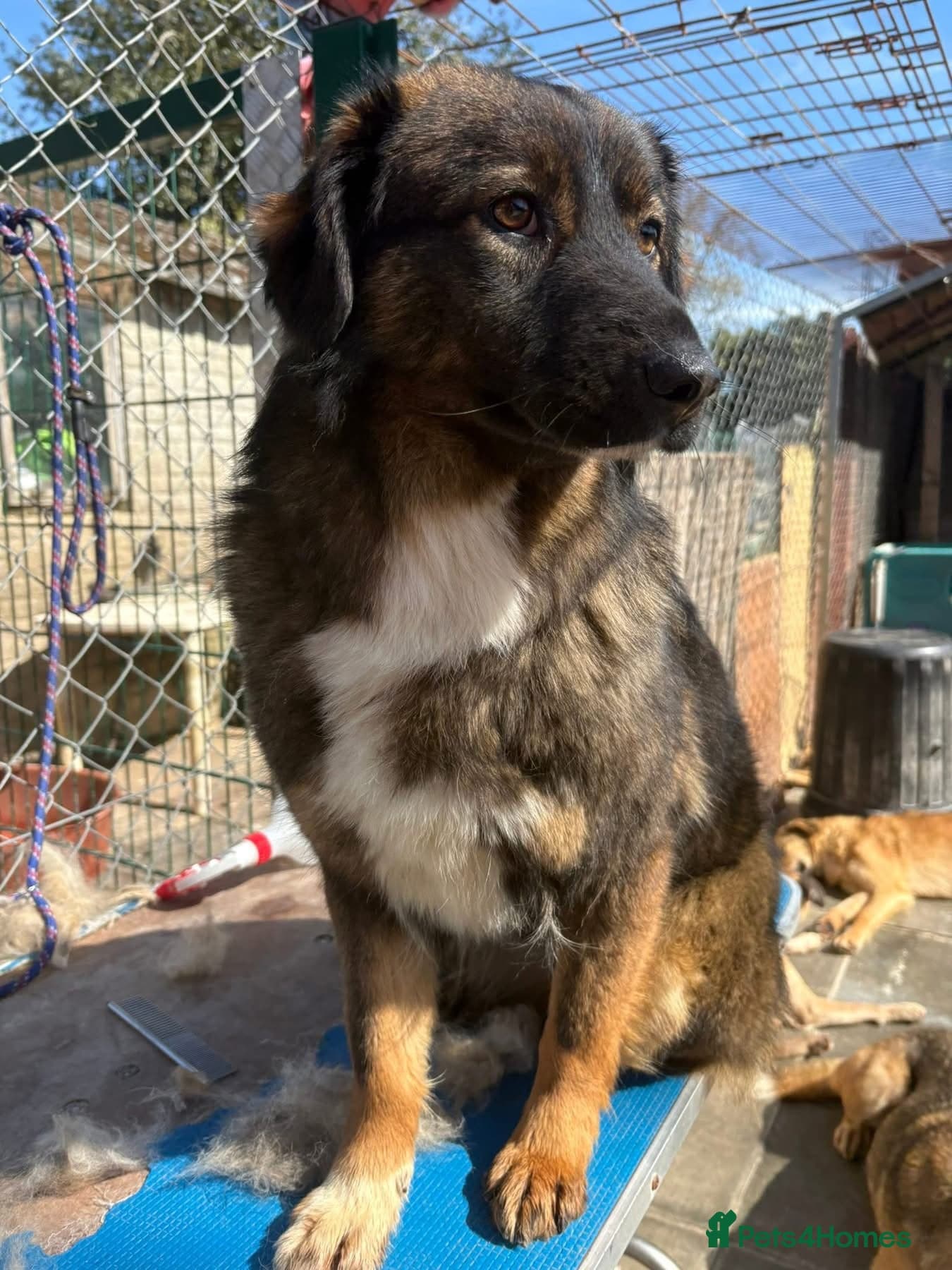 Belle - Norwich Norfolk photo 10