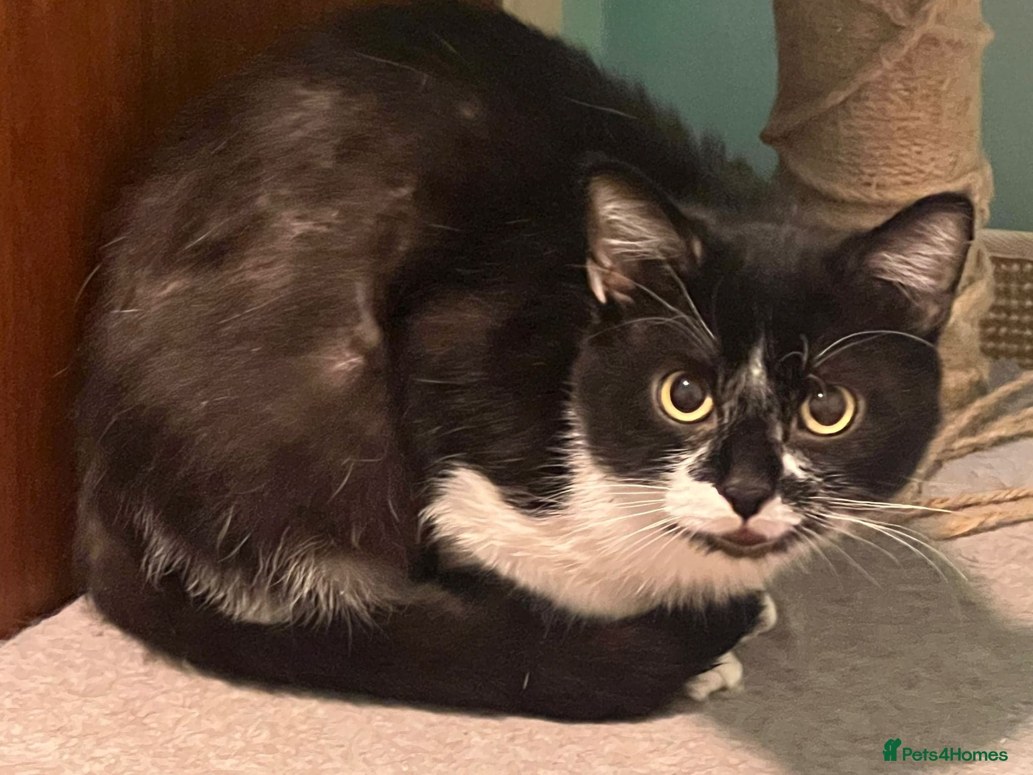 Handsome Flinchy — Mixed Breed