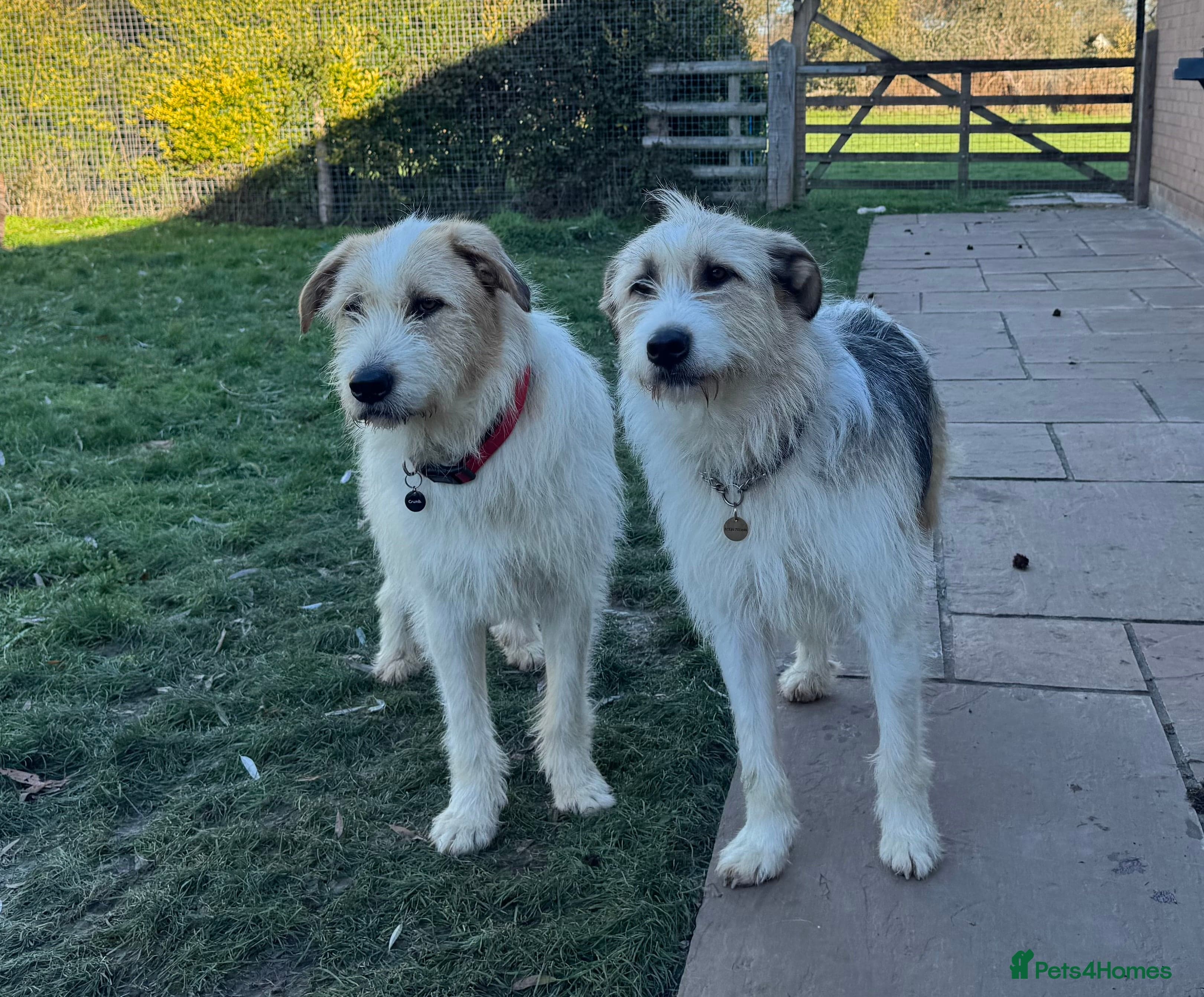 Hershey & Harley π still Waiting photo 2