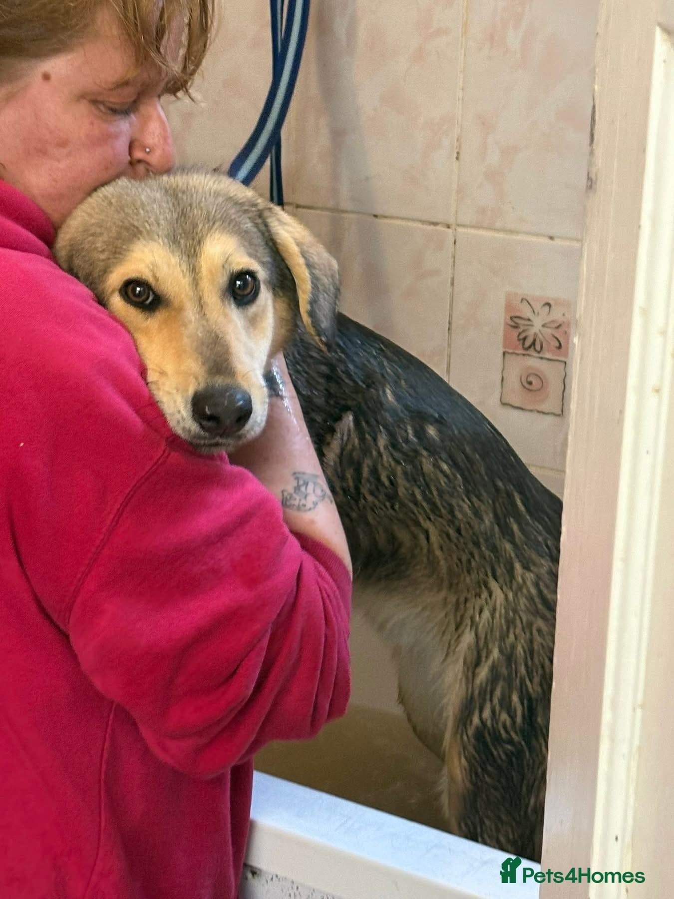 Rollo - Norwich Norfolk photo 8