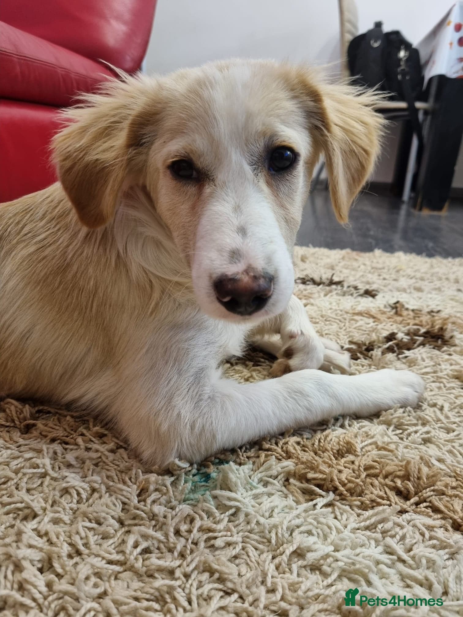 Sweet Little OLAF photo 2