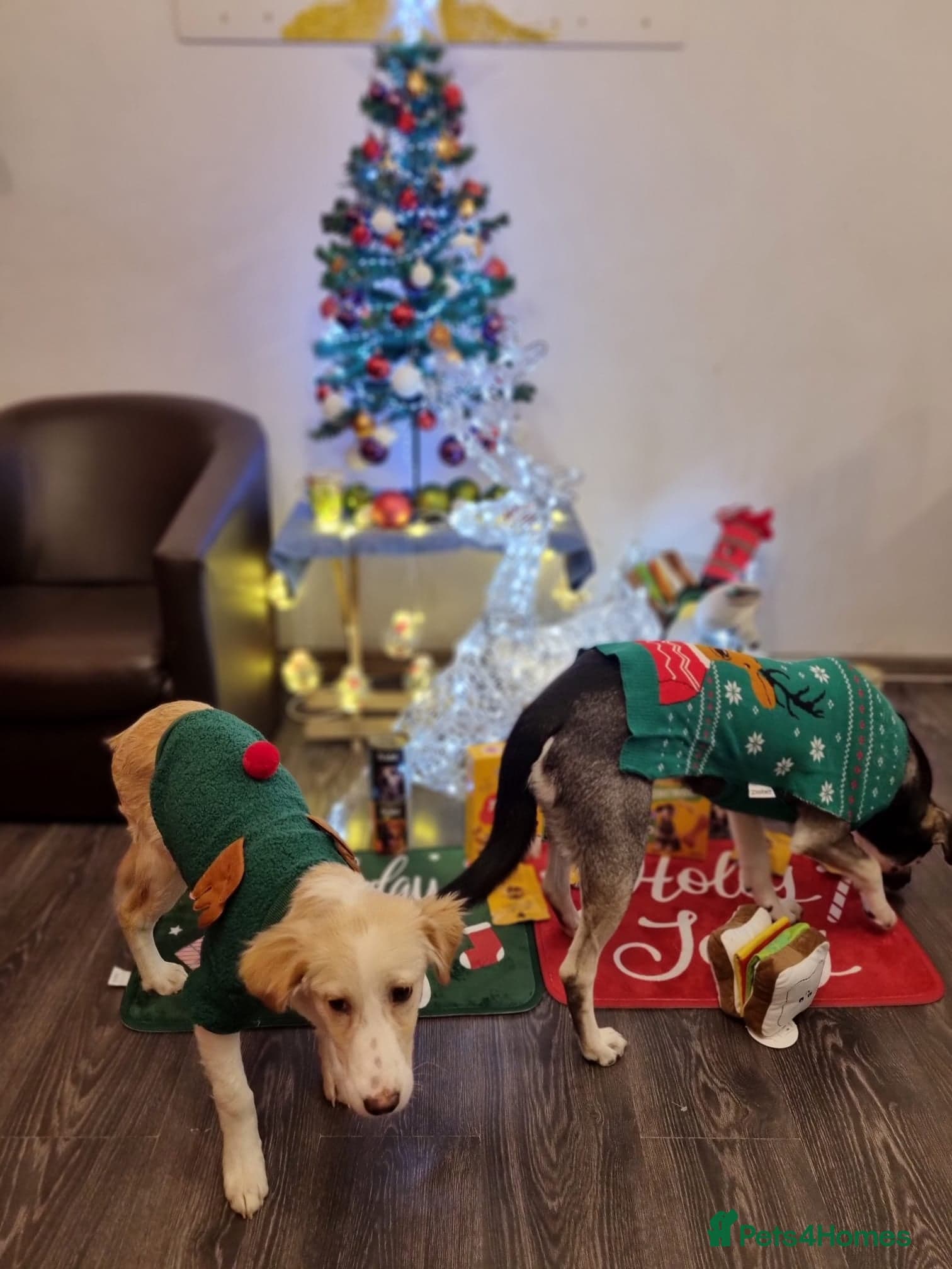 Sweet Little OLAF photo 14