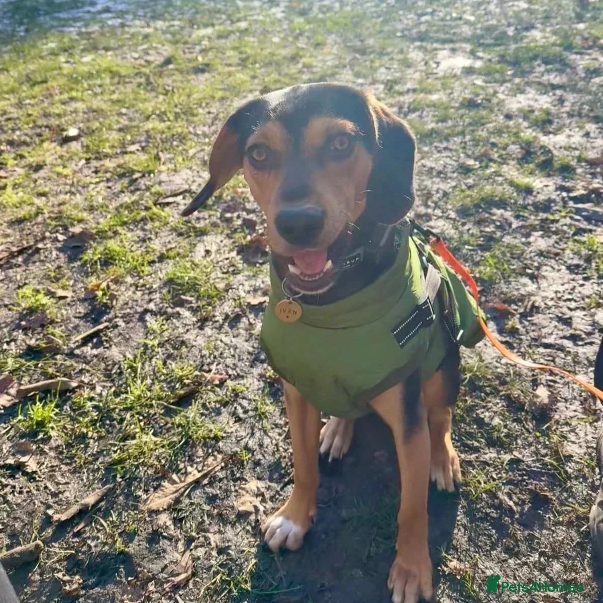 Ivan (Greek Harehound) photo 22