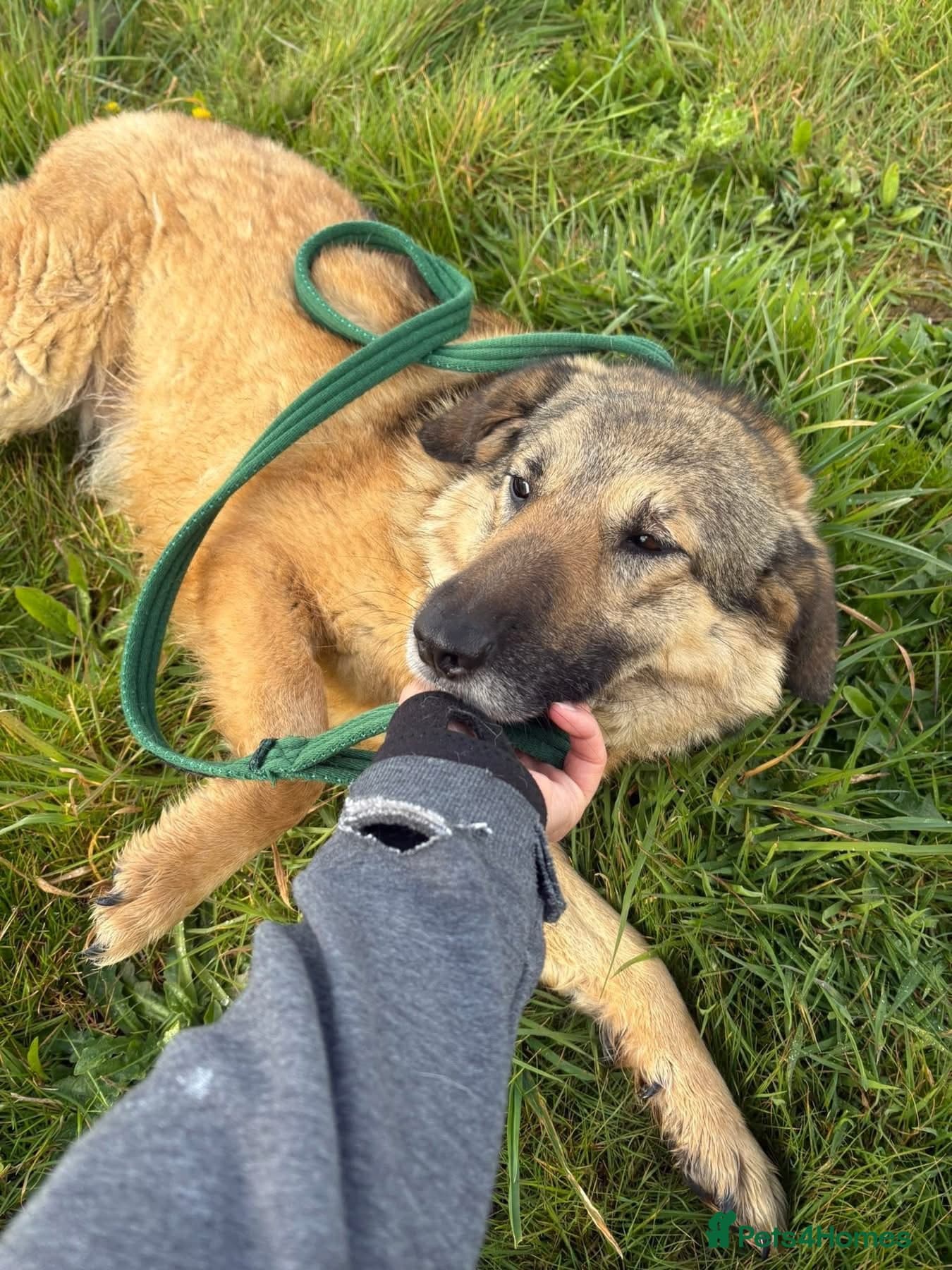 Amanda - Norwich Norfolk photo 7