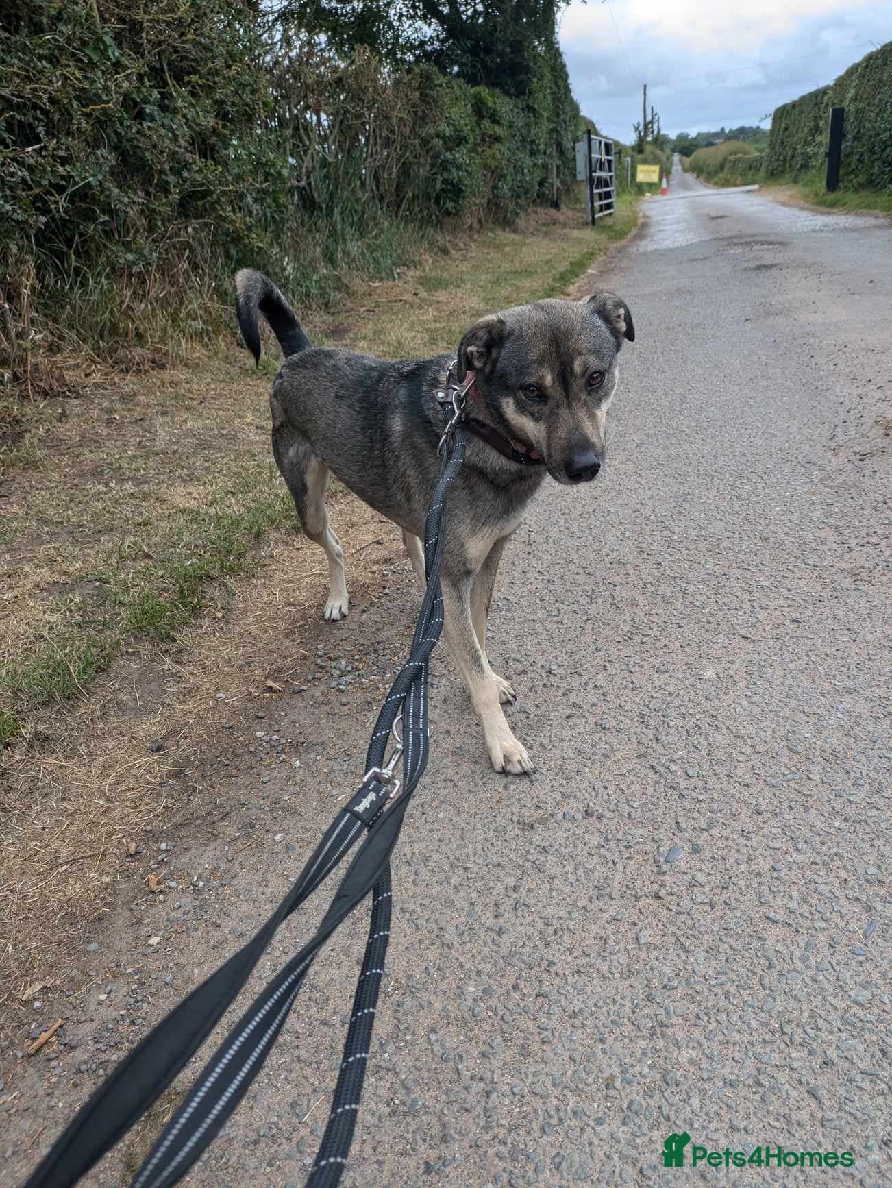 Meet Joy, currently residing in Cheshire photo 9