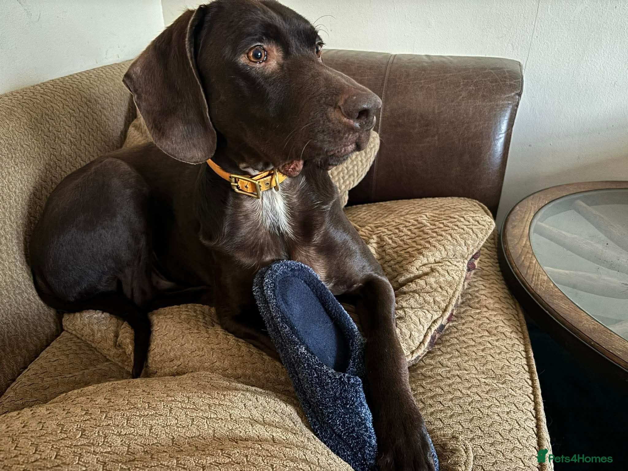 ️ meet wilson photo 8