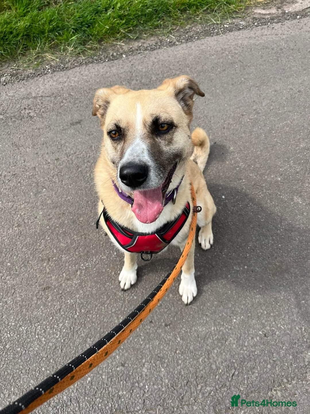 Meet Ruma, currently residing in Cheshire photo 21