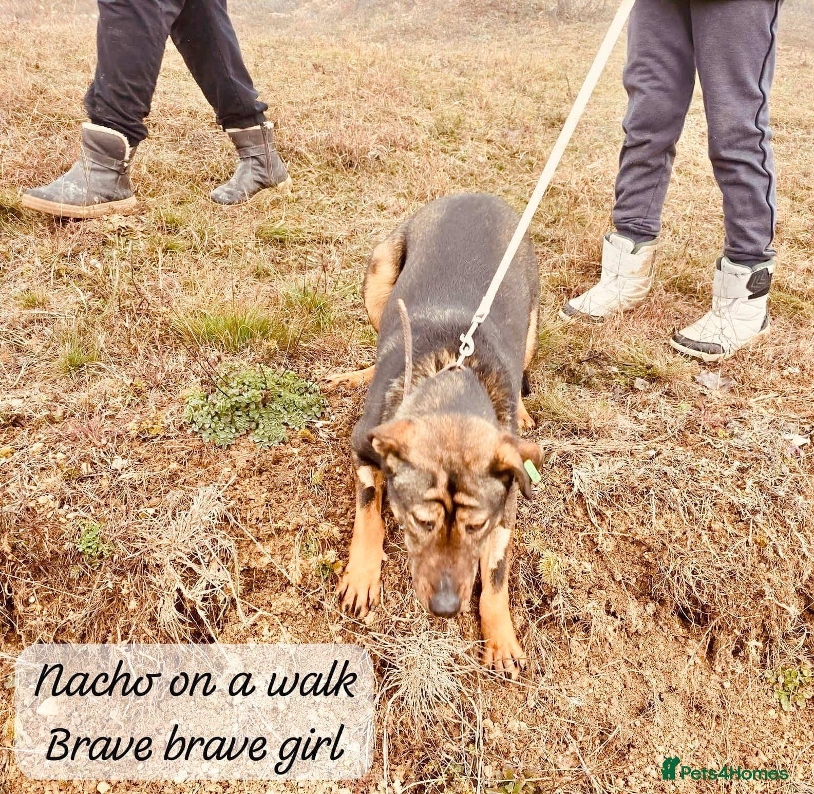 Nacho, 10-12 months old. photo 6