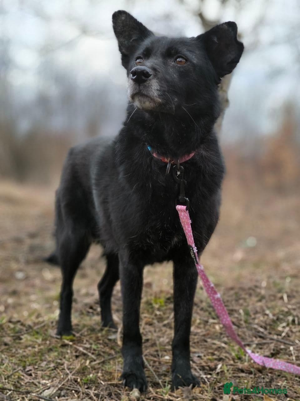 οΈπΆ tofa photo 6