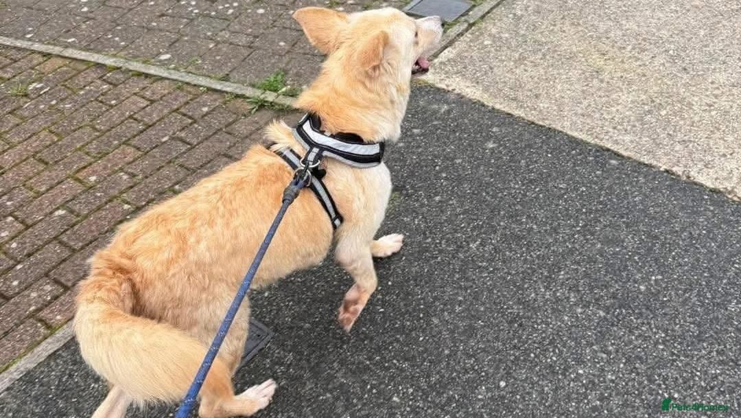 Gorgeous George β Mixed Breed