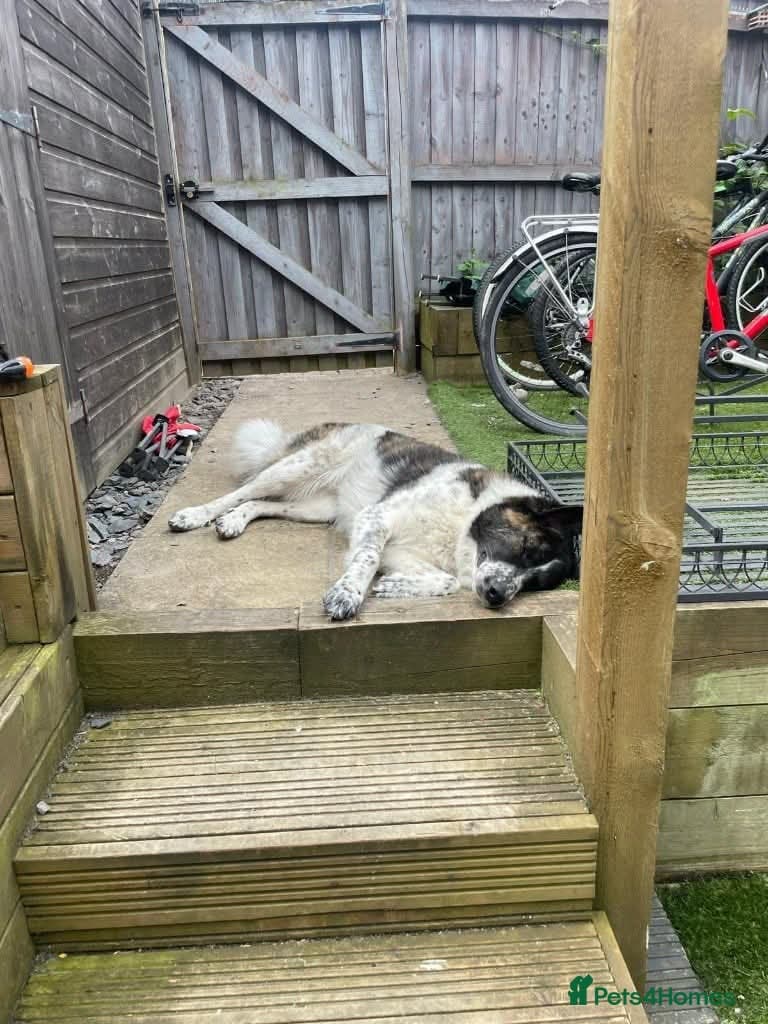 Meet Penny, currently residing in Cheshire photo 4