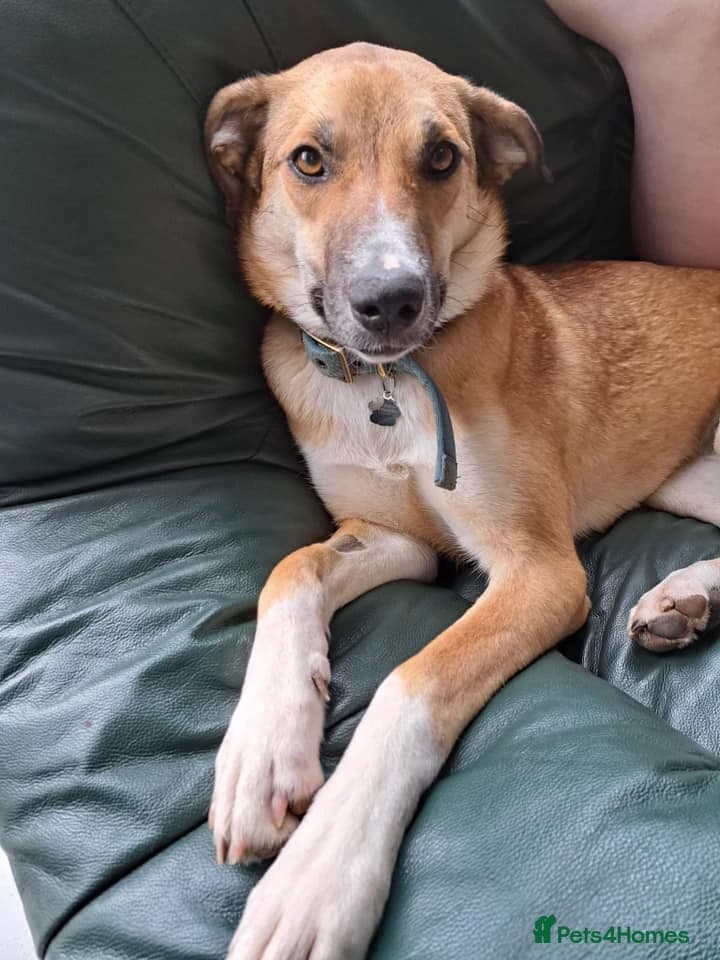 Sara - Norwich Norfolk — Mixed Breed