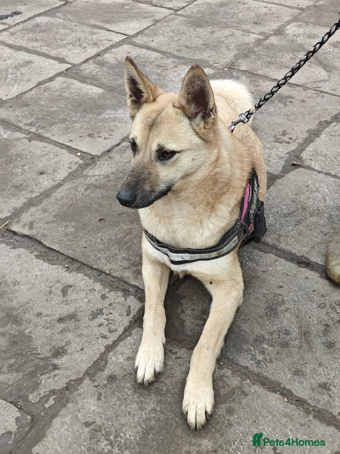 ๏ธ๐ถ stacy photo 19