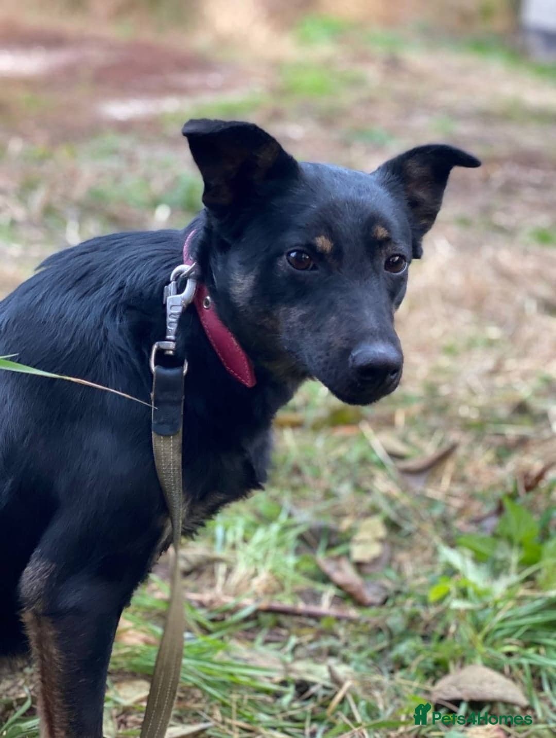 οΈπΆ rosie photo 8