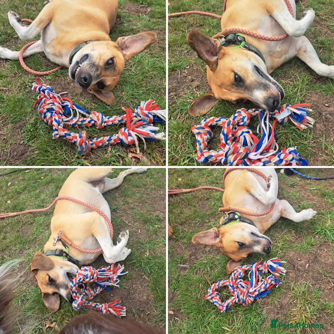 Shandy, a real sweetheart π§‘ photo 14