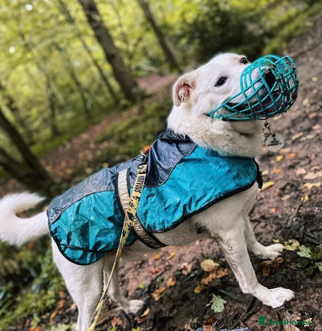 Meet Biscuit, currently residing in Hampshire photo 17