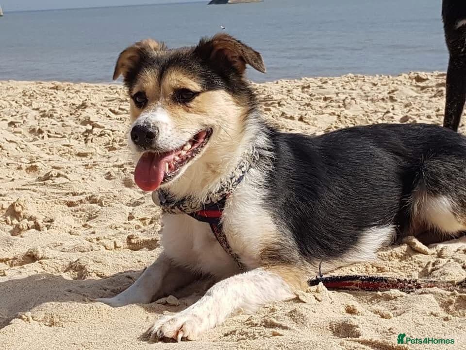 Tara - Norwich Norfolk — Mixed Breed