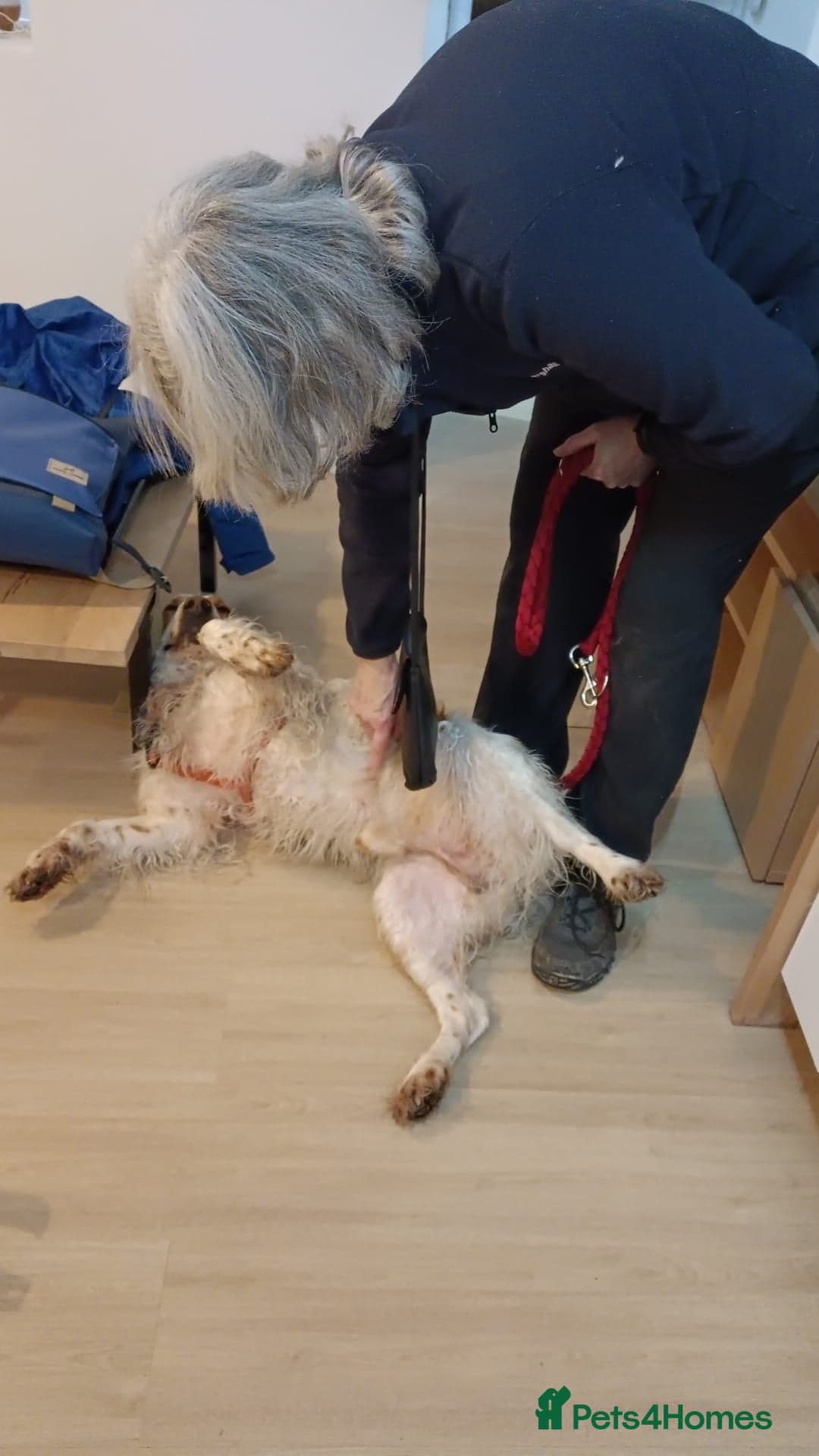 Ronnie, 3-year old Brittany male photo 23