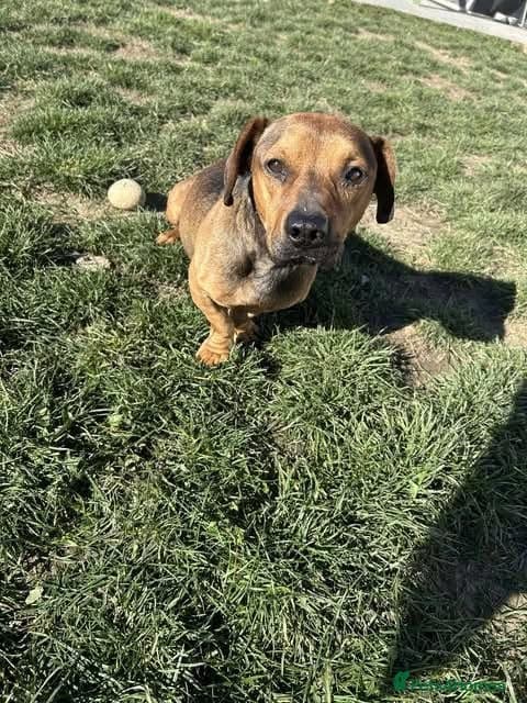 Rescue boy Noodle photo 25