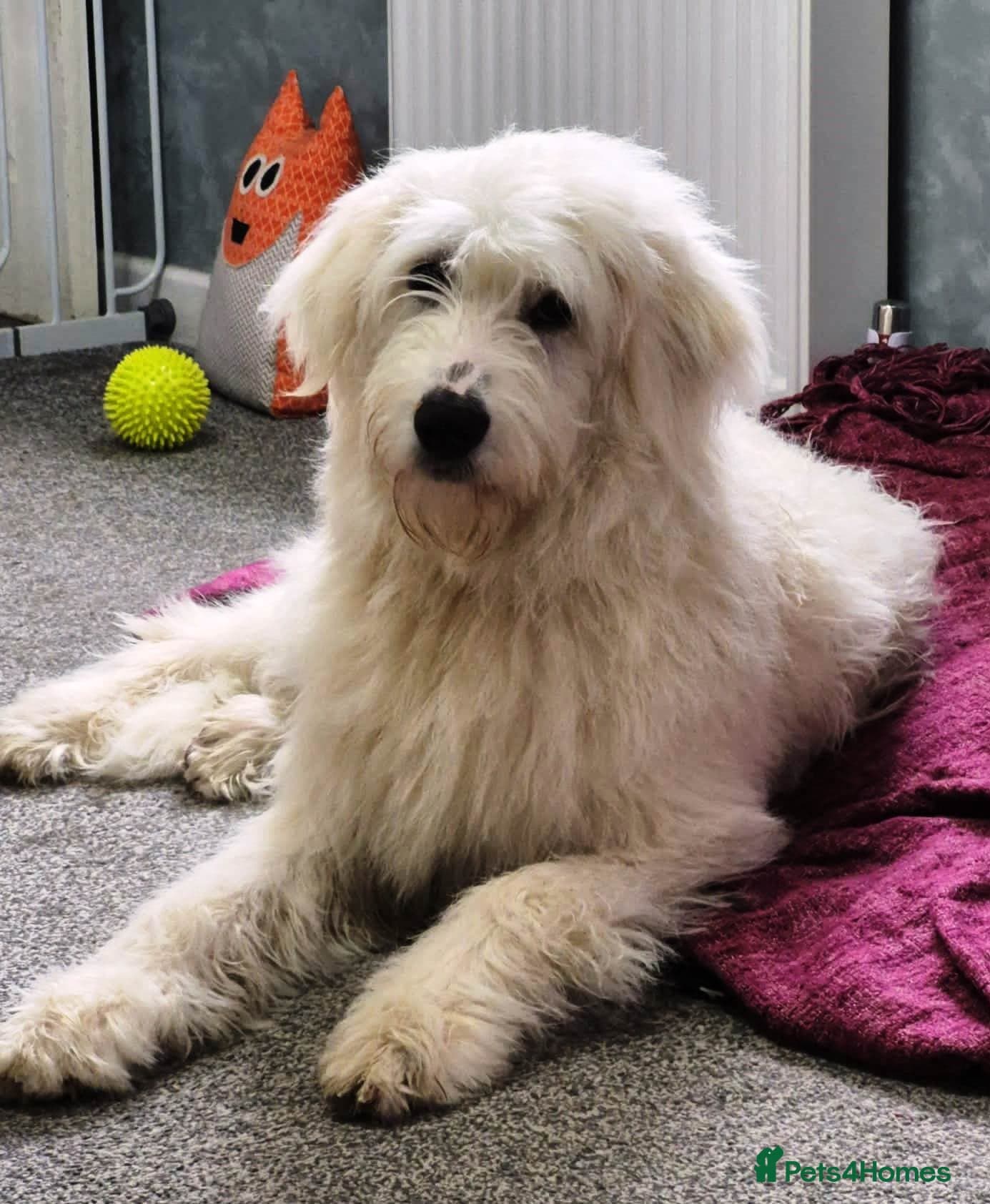 JOJO,URGENT🖤 Superb big Girl photo 11