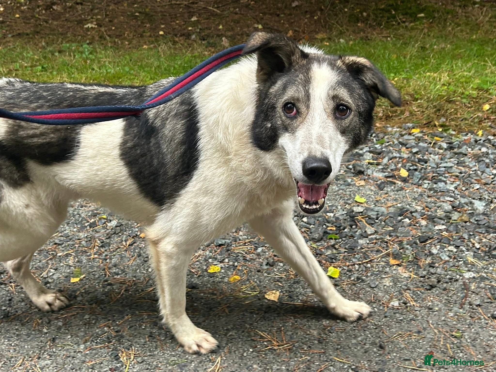 Matteo - Norwich Norfolk photo 20