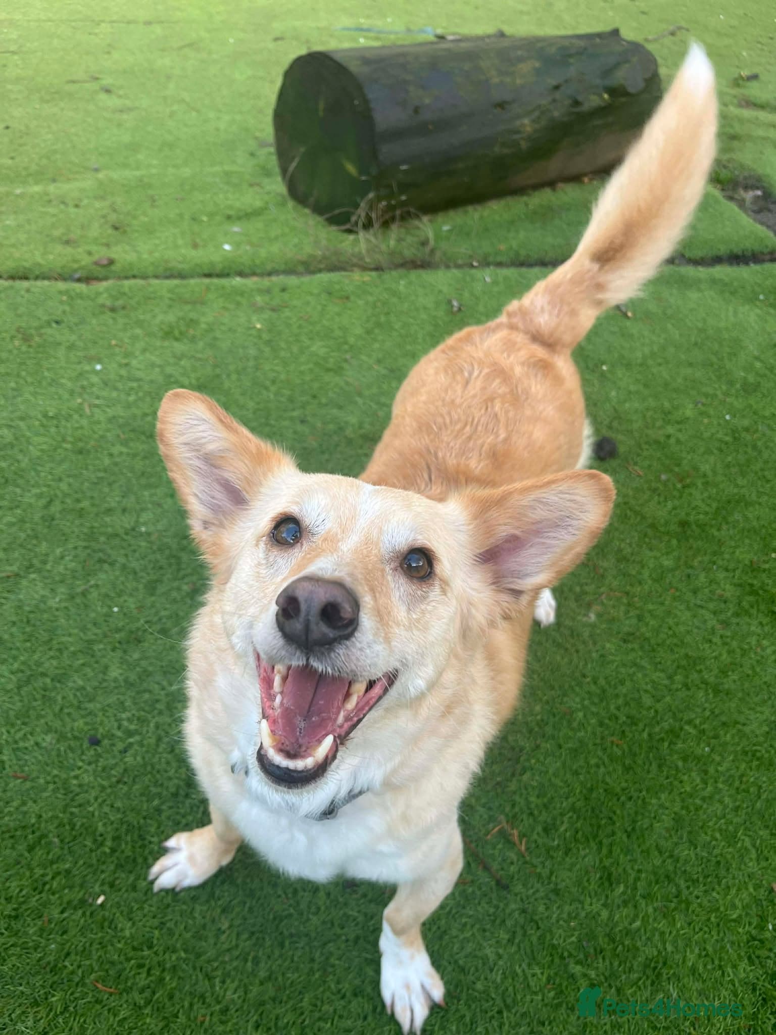 Egyptian girl Cleo β Mixed Breed