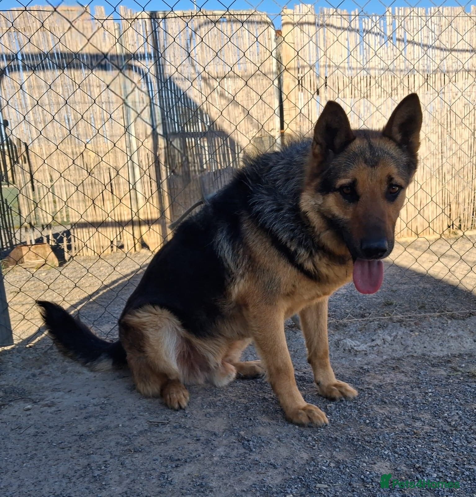 ️URGENT‼️🚨 Bandit 💙🐾 photo 9